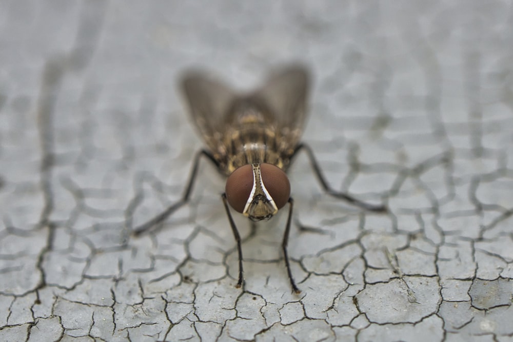 a close up of a fly on a cracked surface