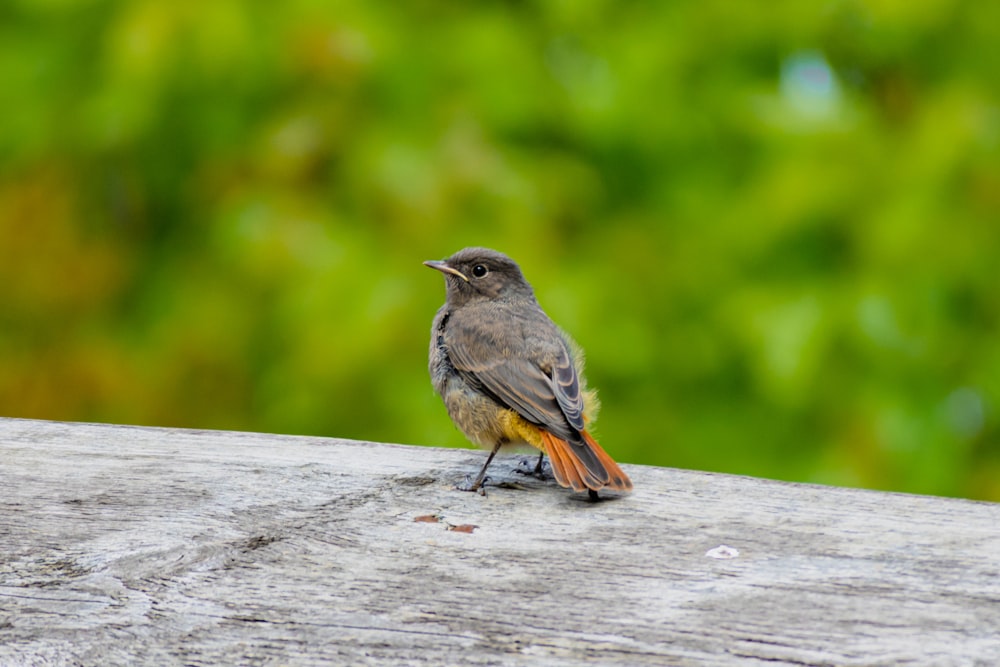 a small bird sitting on top of a wooden table