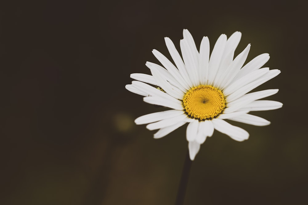 a single white flower with a yellow center