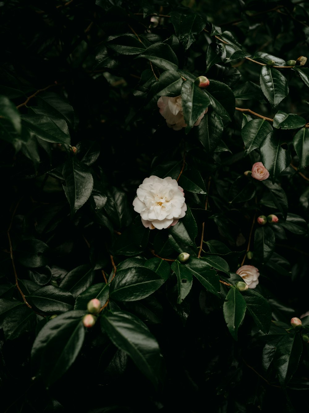 a white flower surrounded by green leaves