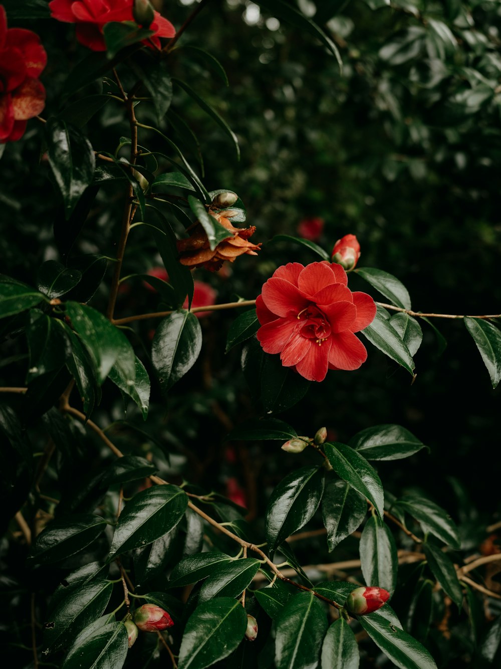 a red flower is growing on a tree