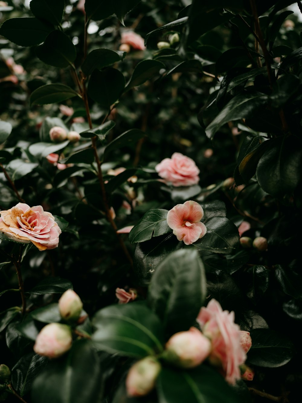 a bunch of flowers that are in a bush