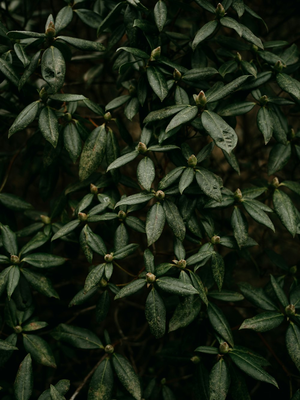 a bunch of green leaves on a tree