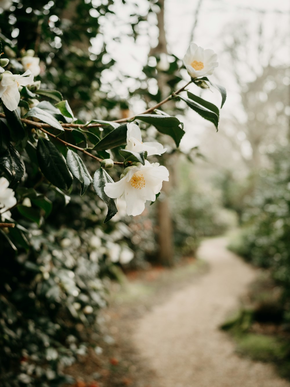 a white flower is growing on a tree