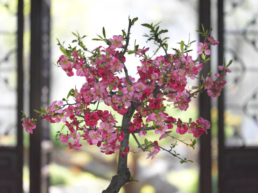 un bonsai con fiori rosa in un vaso