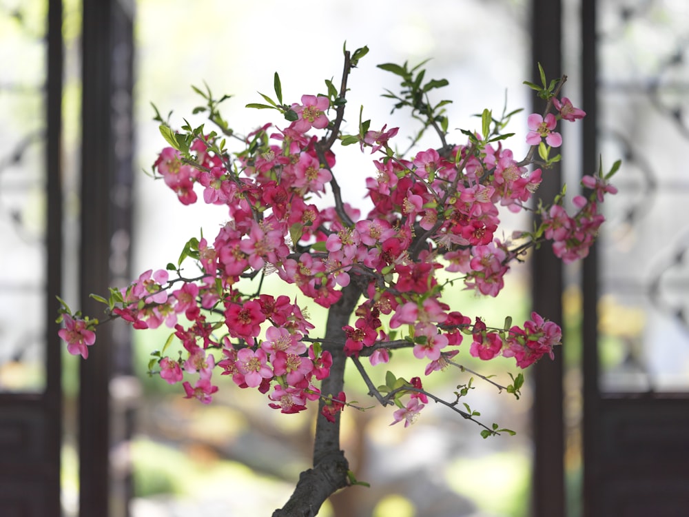 a bonsai tree with pink flowers in a vase