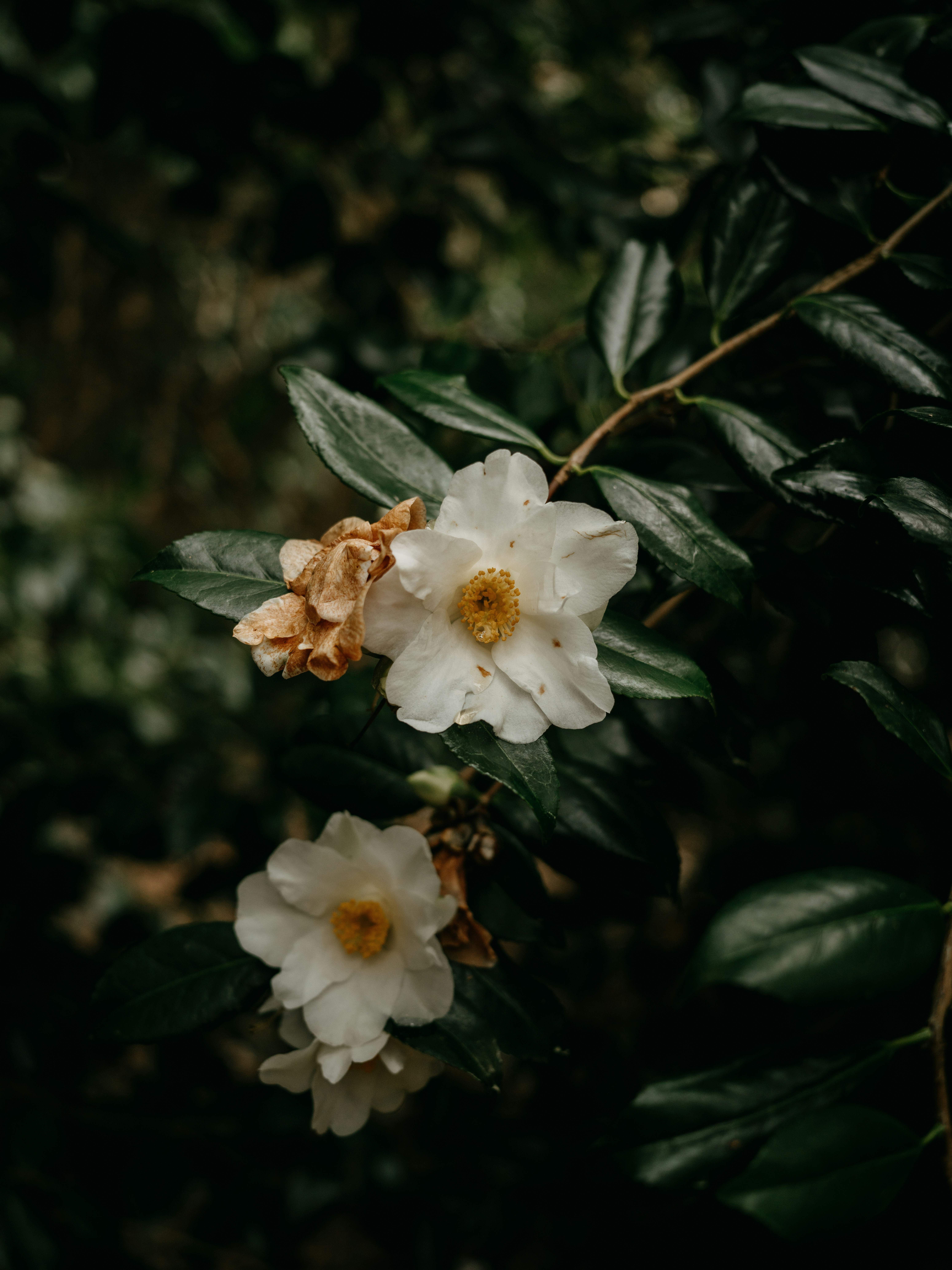 Photo by anniespratt