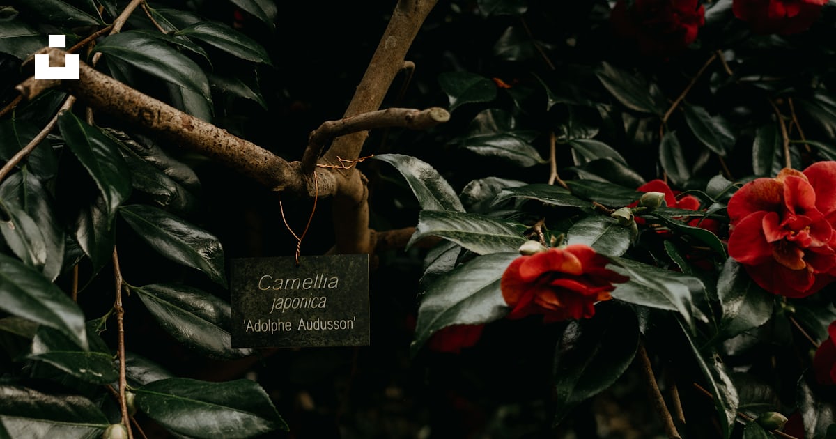 Fleurs rouges poussant sur un arbre dans une forêt photo – Image ...