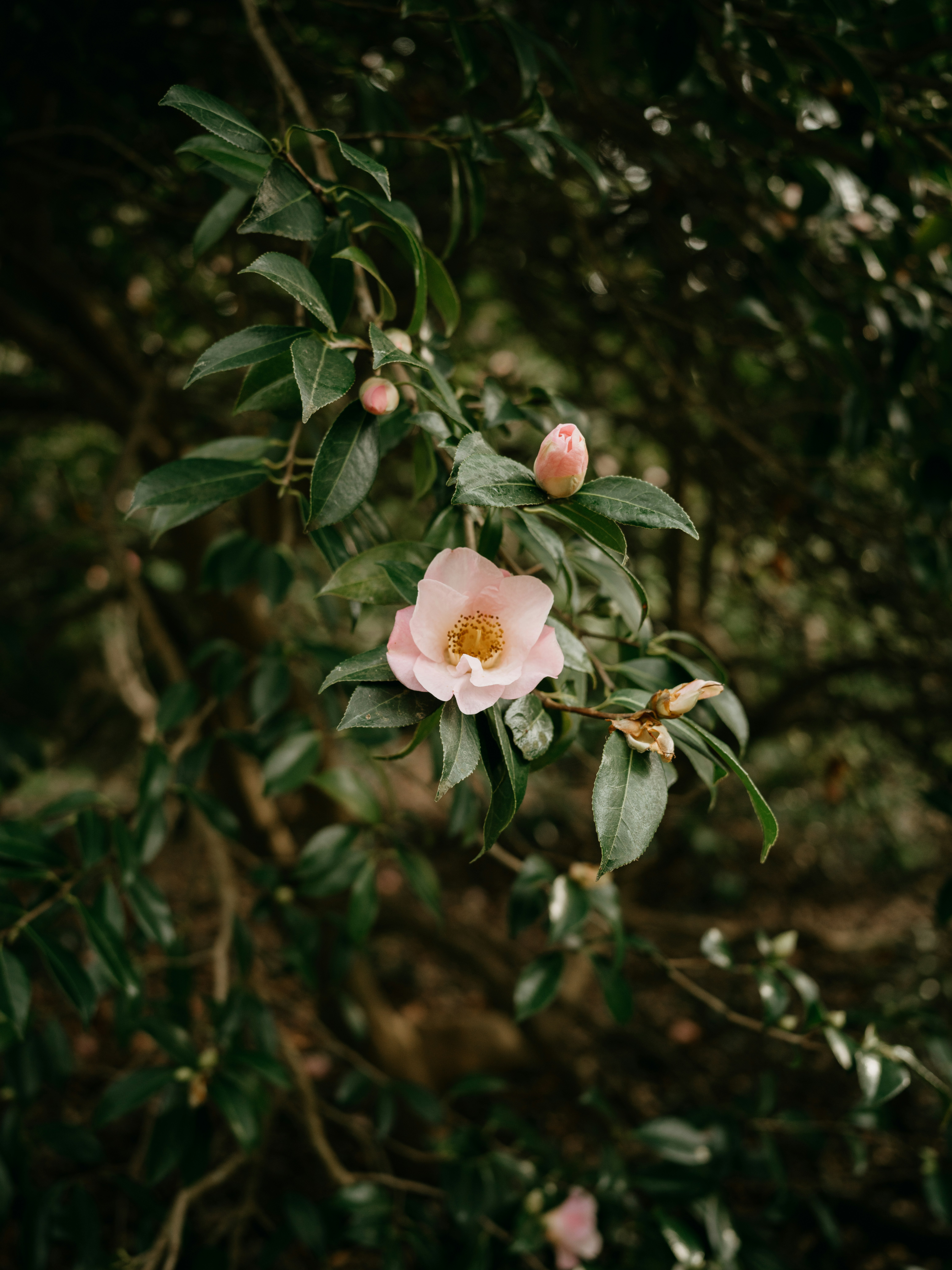 Photo by anniespratt