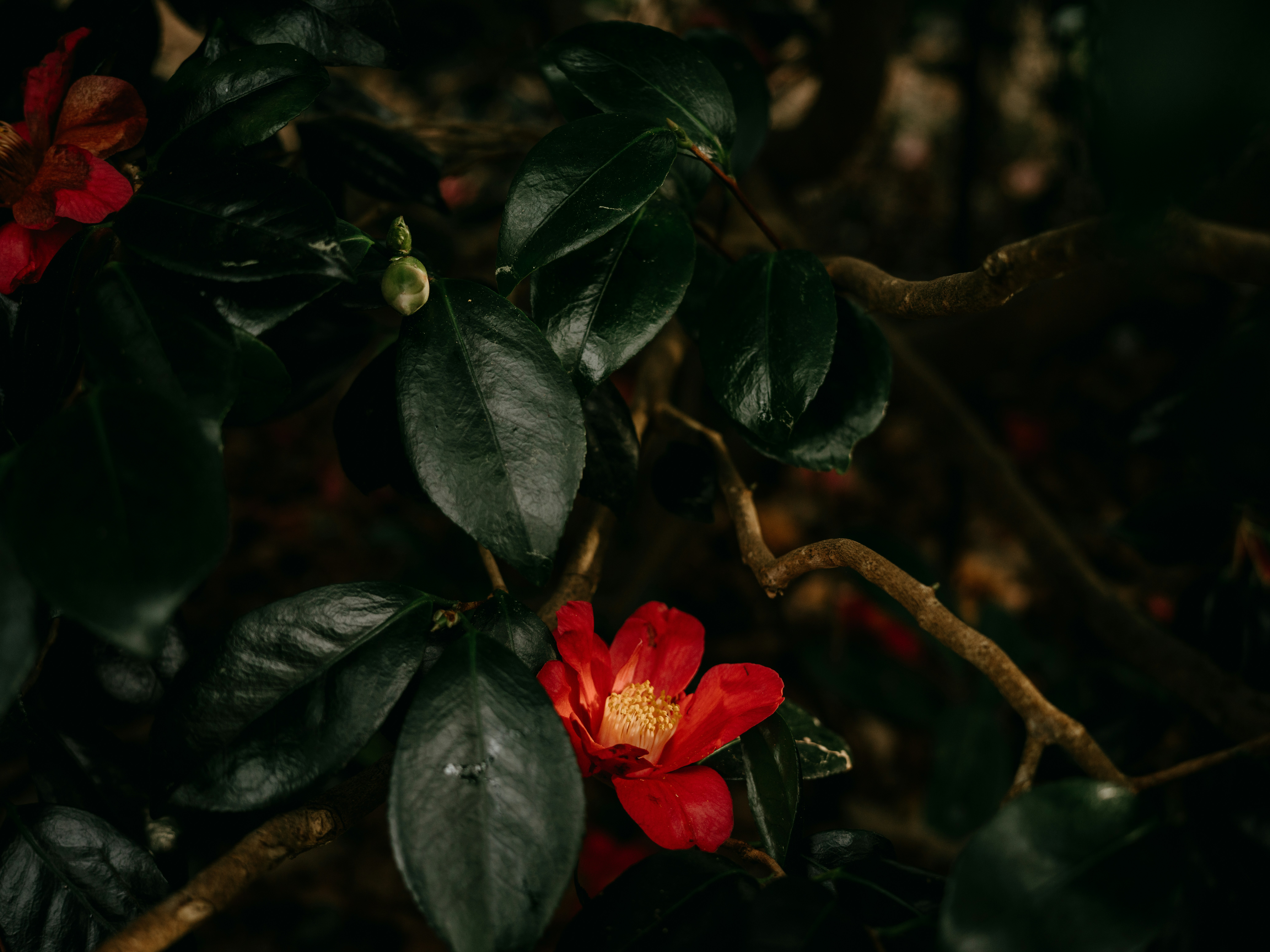 Photo by anniespratt