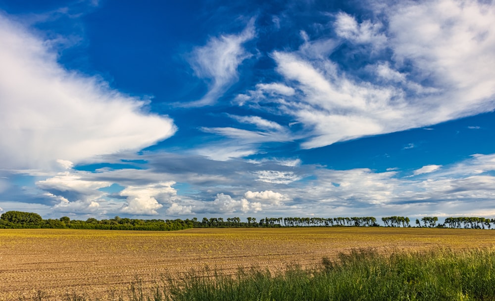 a field of grass and trees under a cloudy blue sky