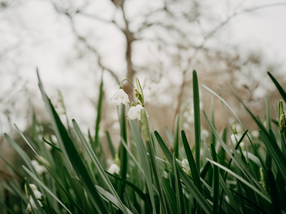 a close up of a flower in the grass