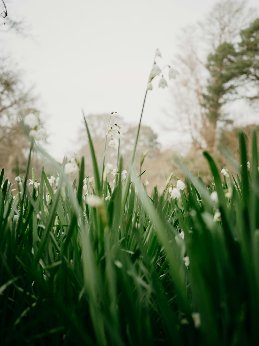 a close up of some white flowers in the grass