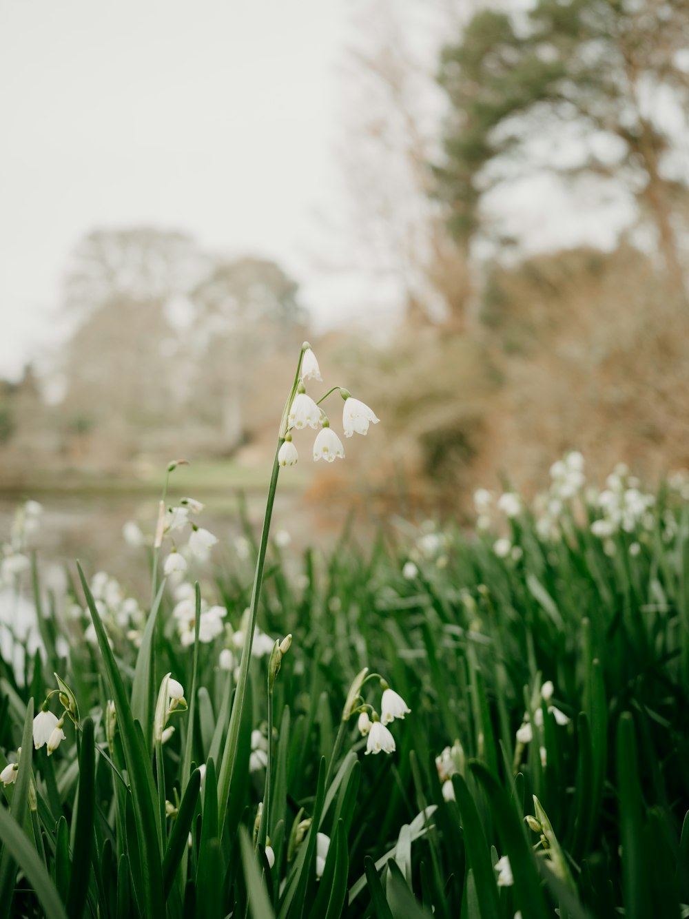 a bunch of flowers that are in the grass