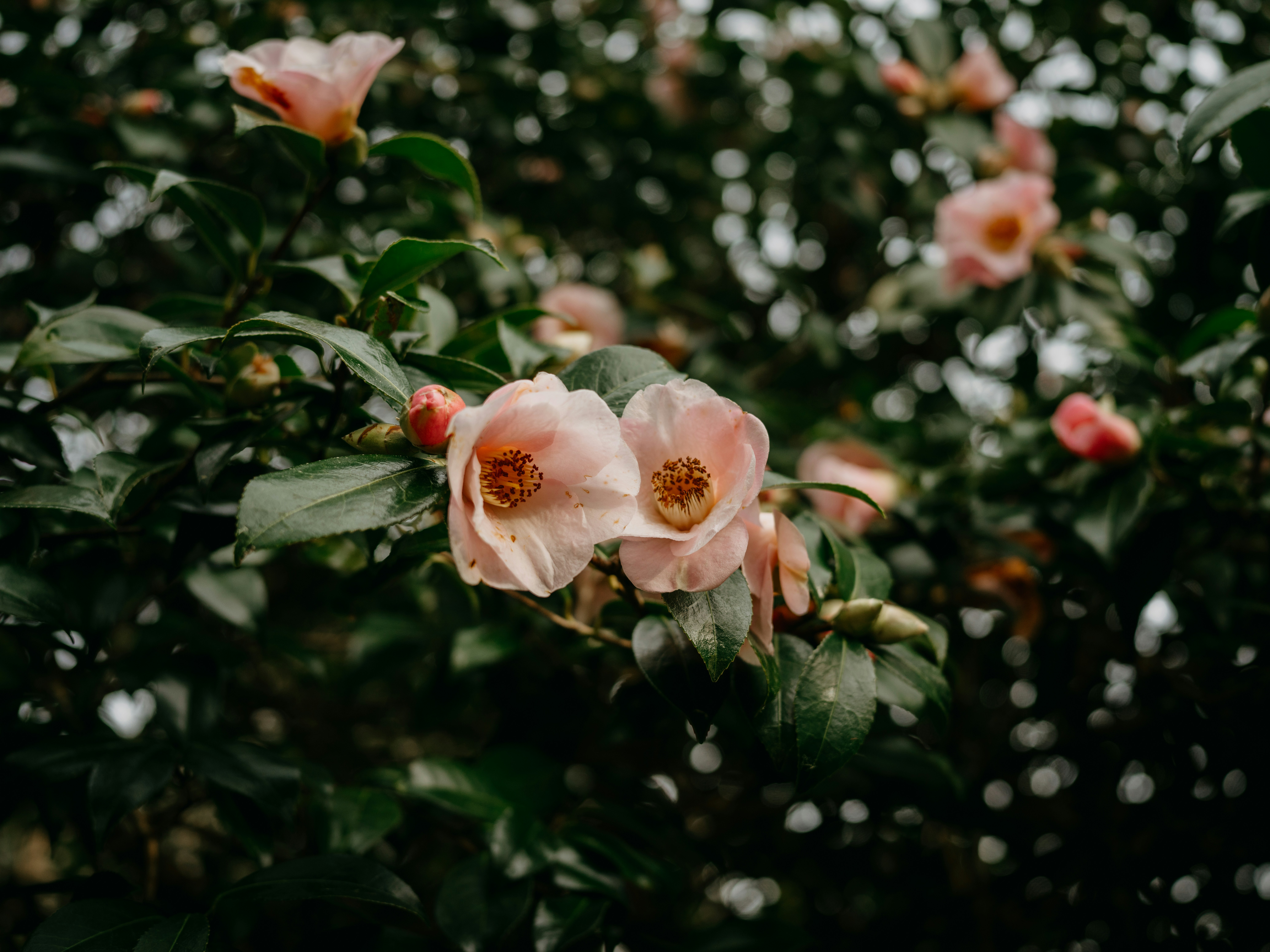Photo by anniespratt