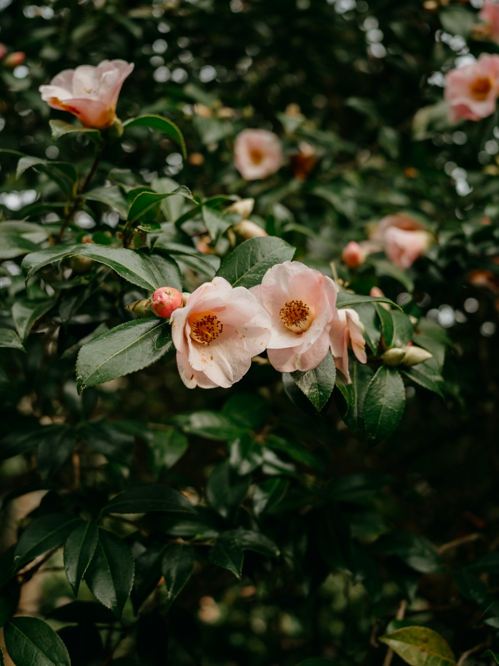 pink flowers blooming on a tree in a forest