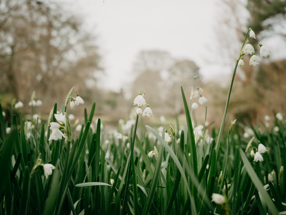 a bunch of flowers that are in the grass