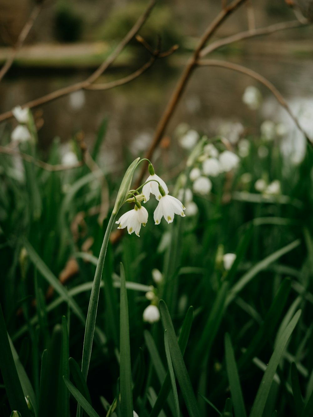 a bunch of flowers that are in the grass