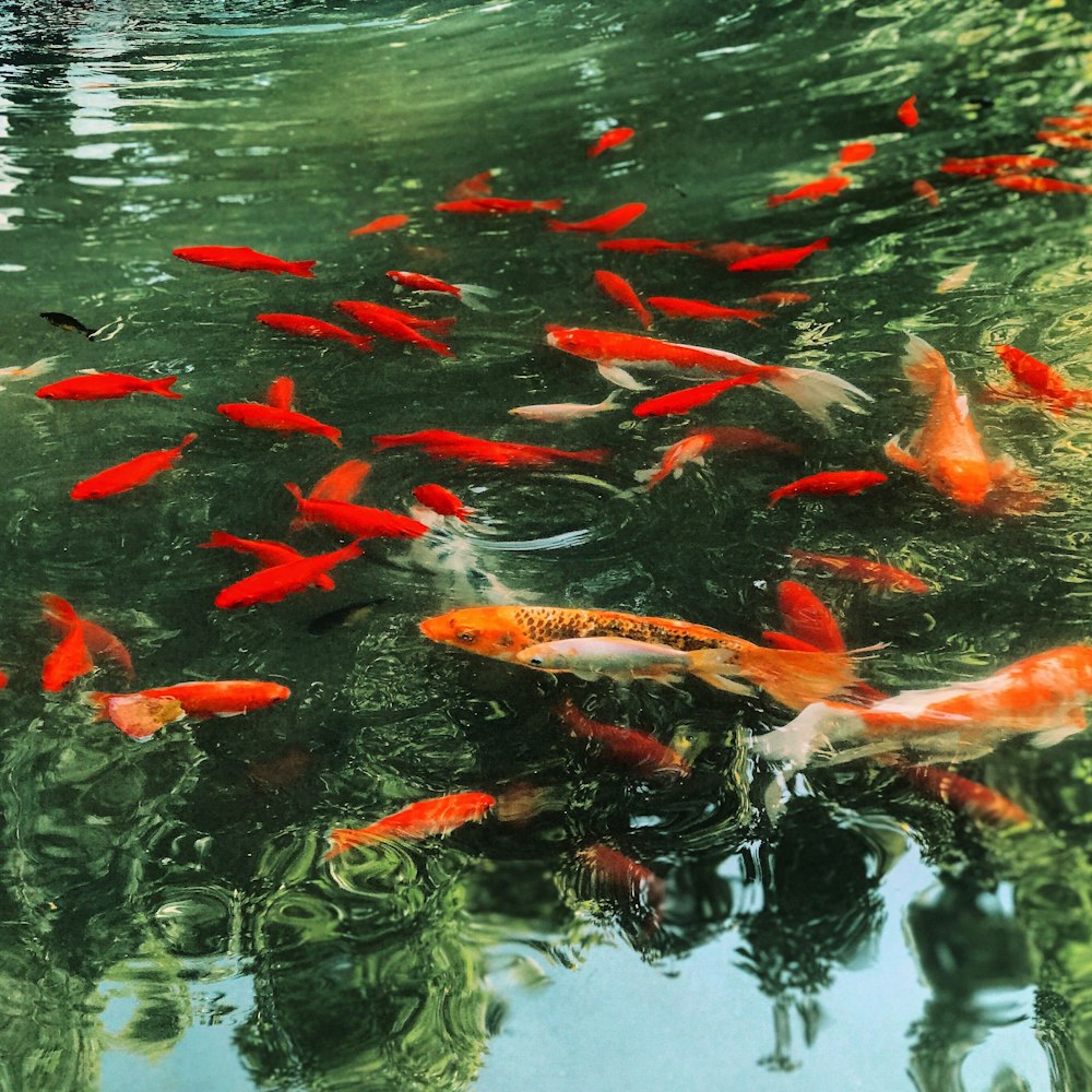 a group of fish swimming in a pond