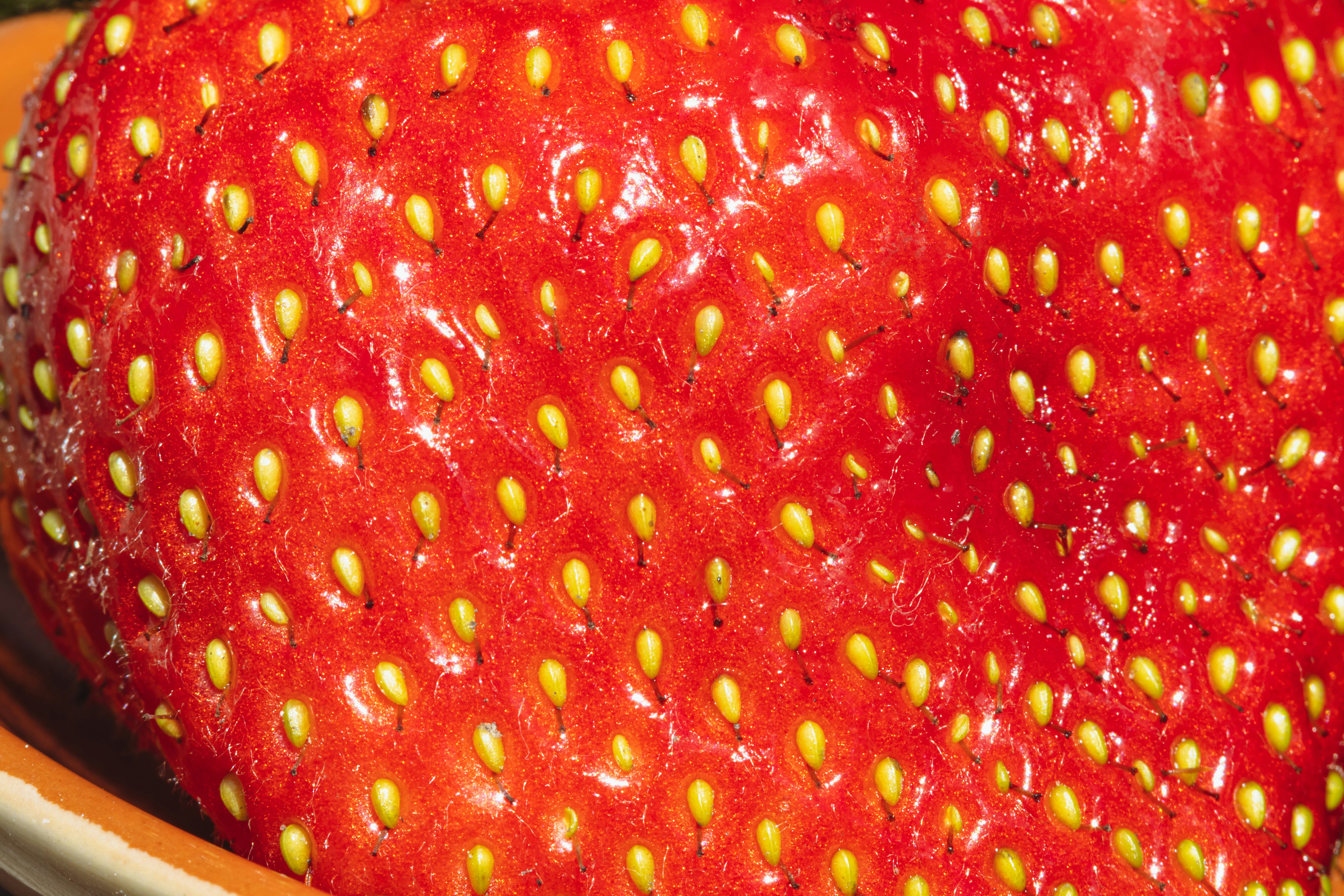 강아지 딸기 블루베리 체리 바나나 귤 급여 시 주의사항 및 적정량 총정리 이미지2