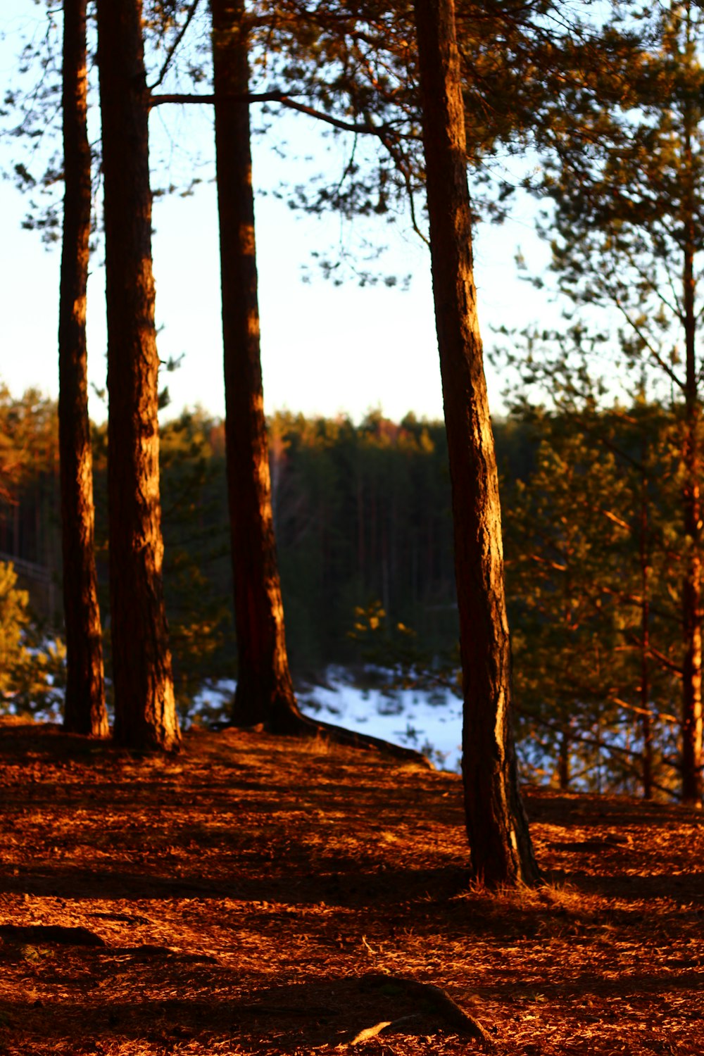 a bench sitting in the middle of a forest