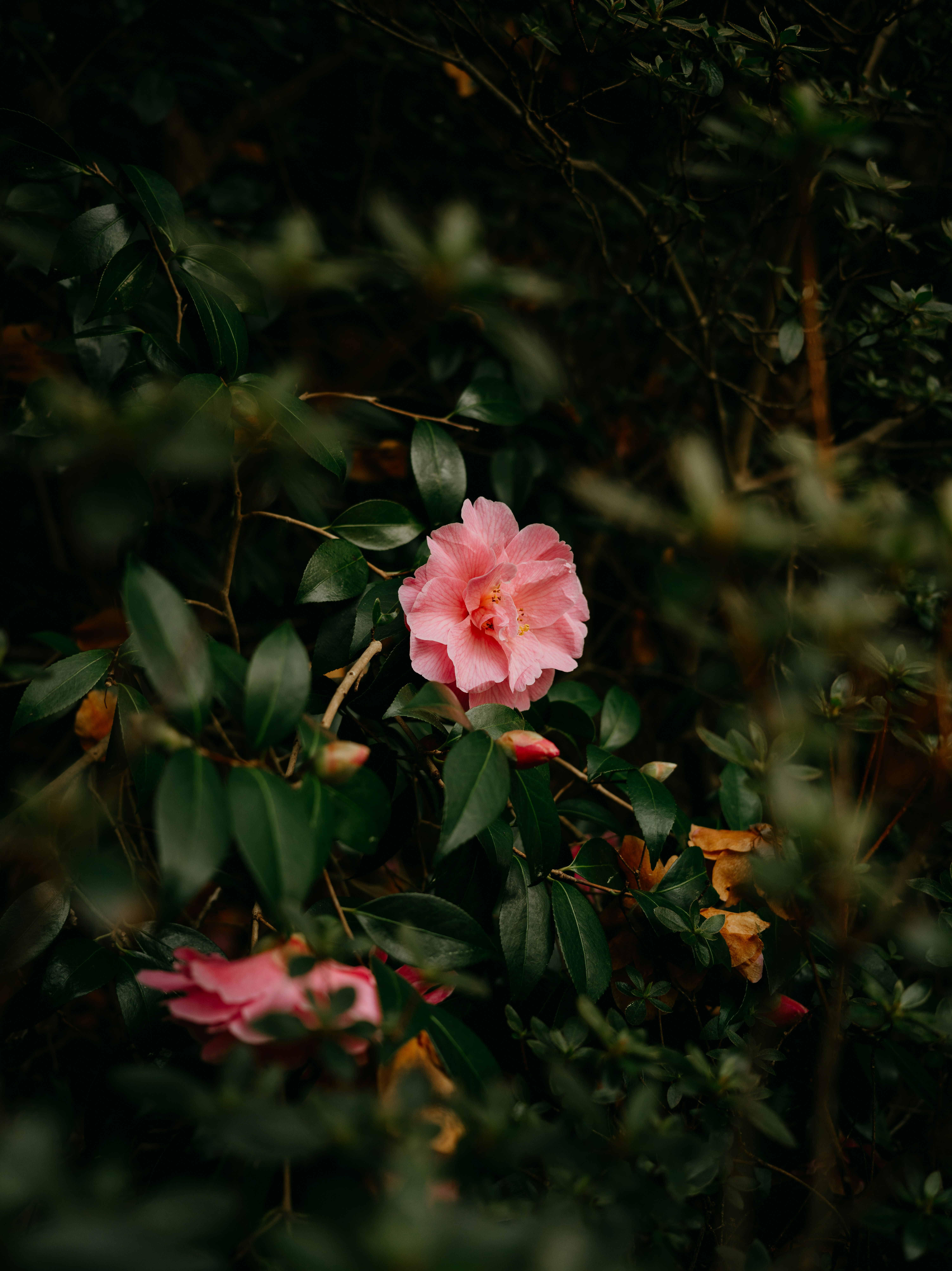 Photo by anniespratt