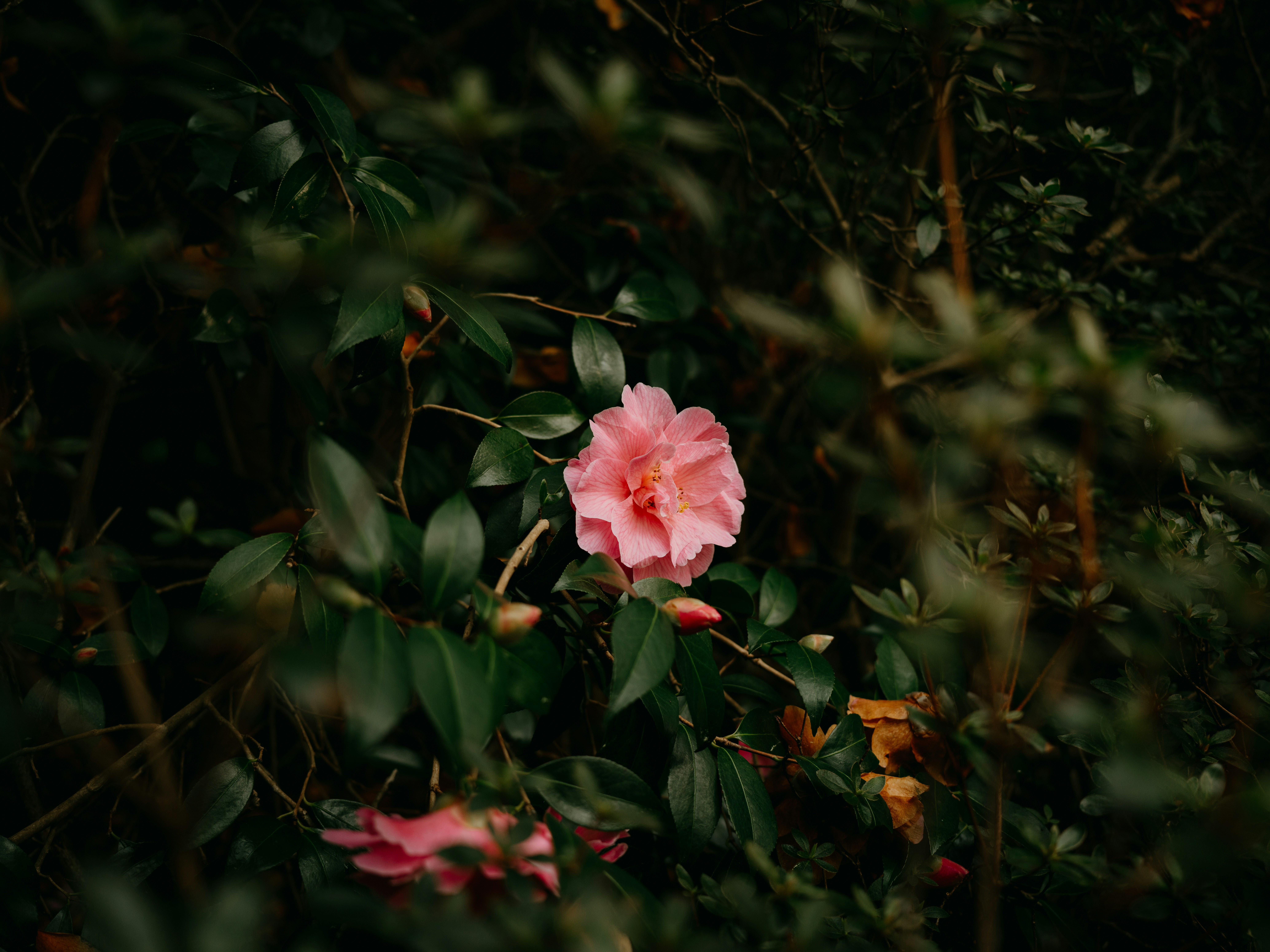 Photo by anniespratt