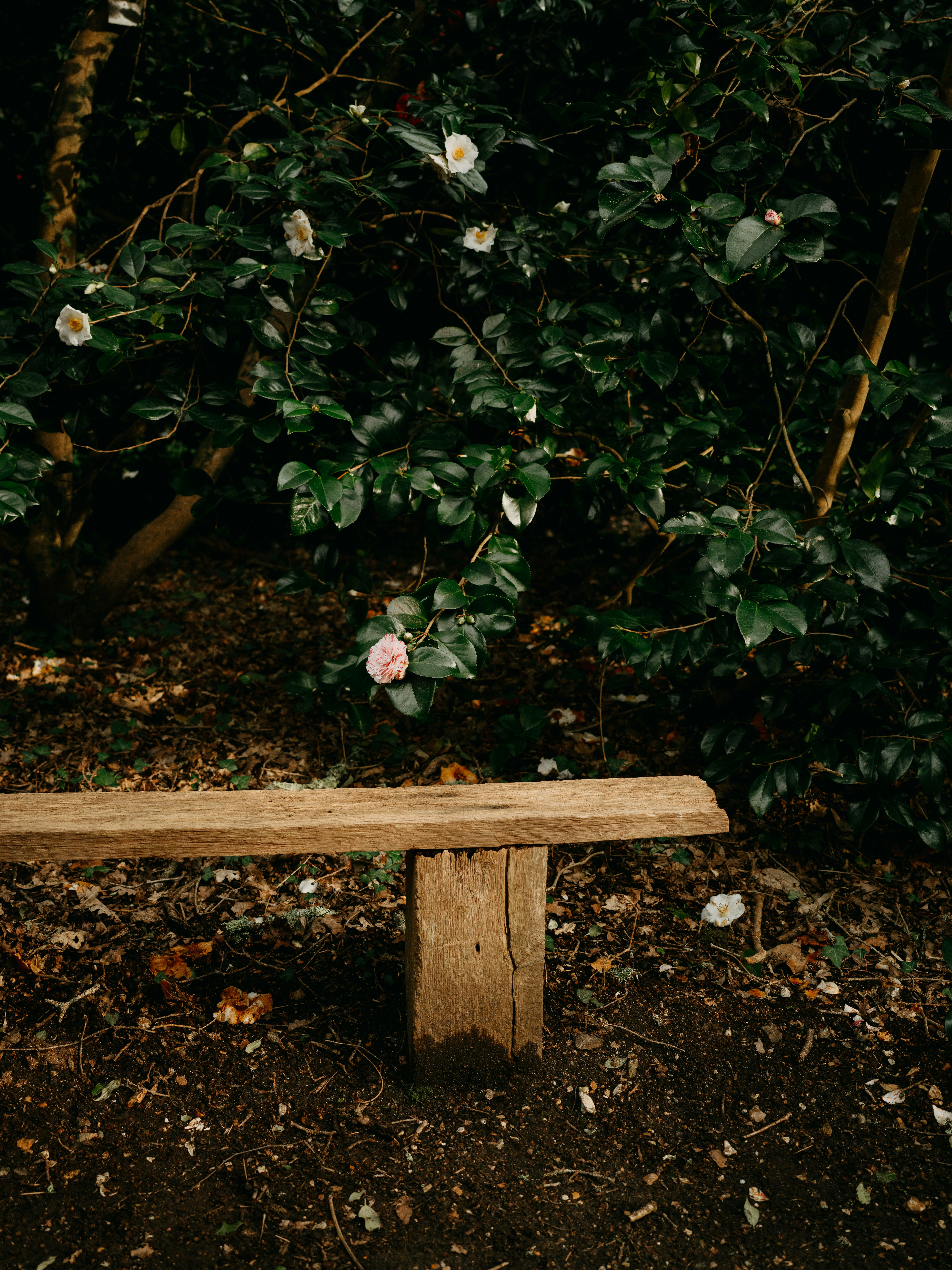 Photo by anniespratt