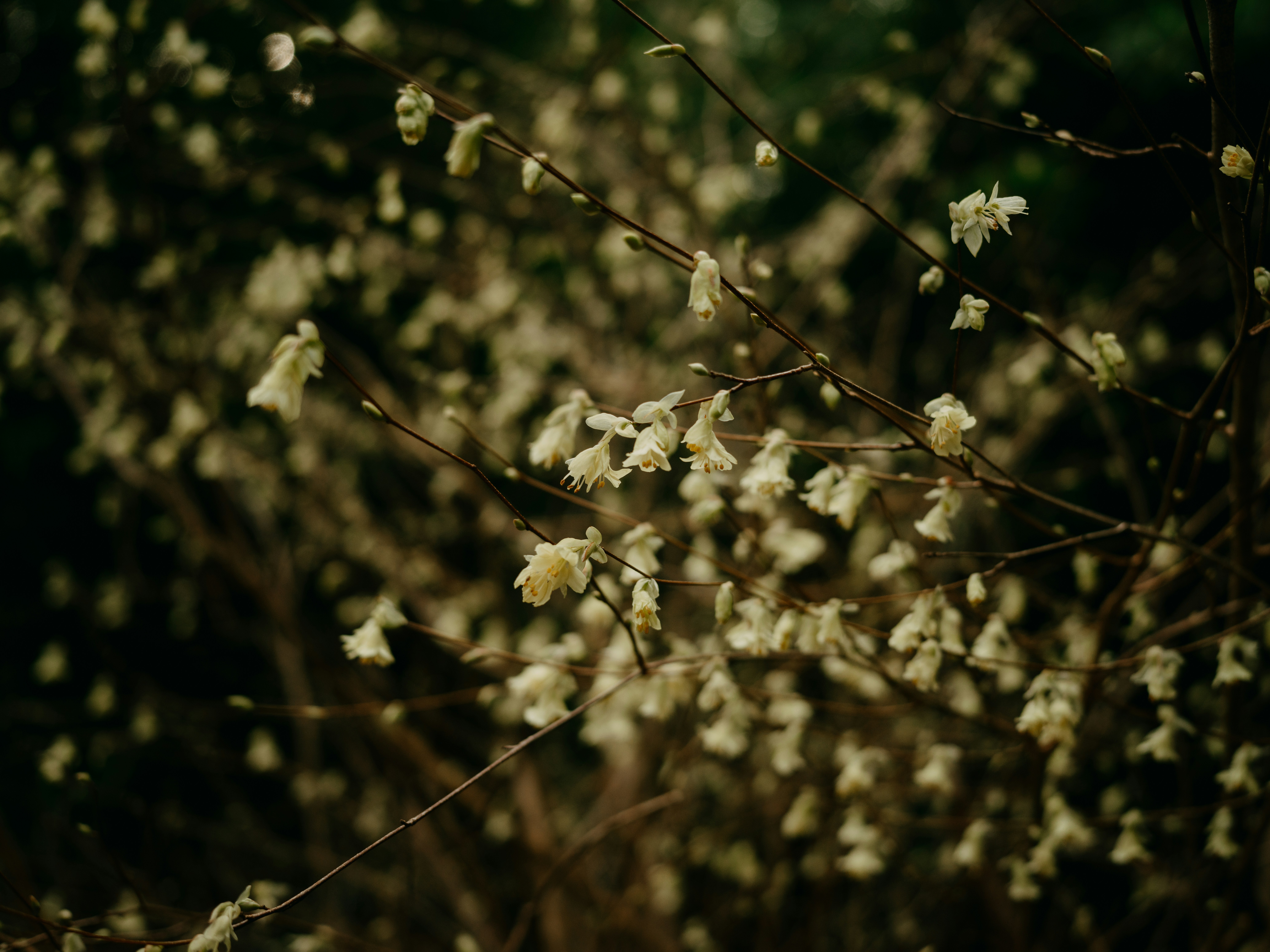 Photo by anniespratt