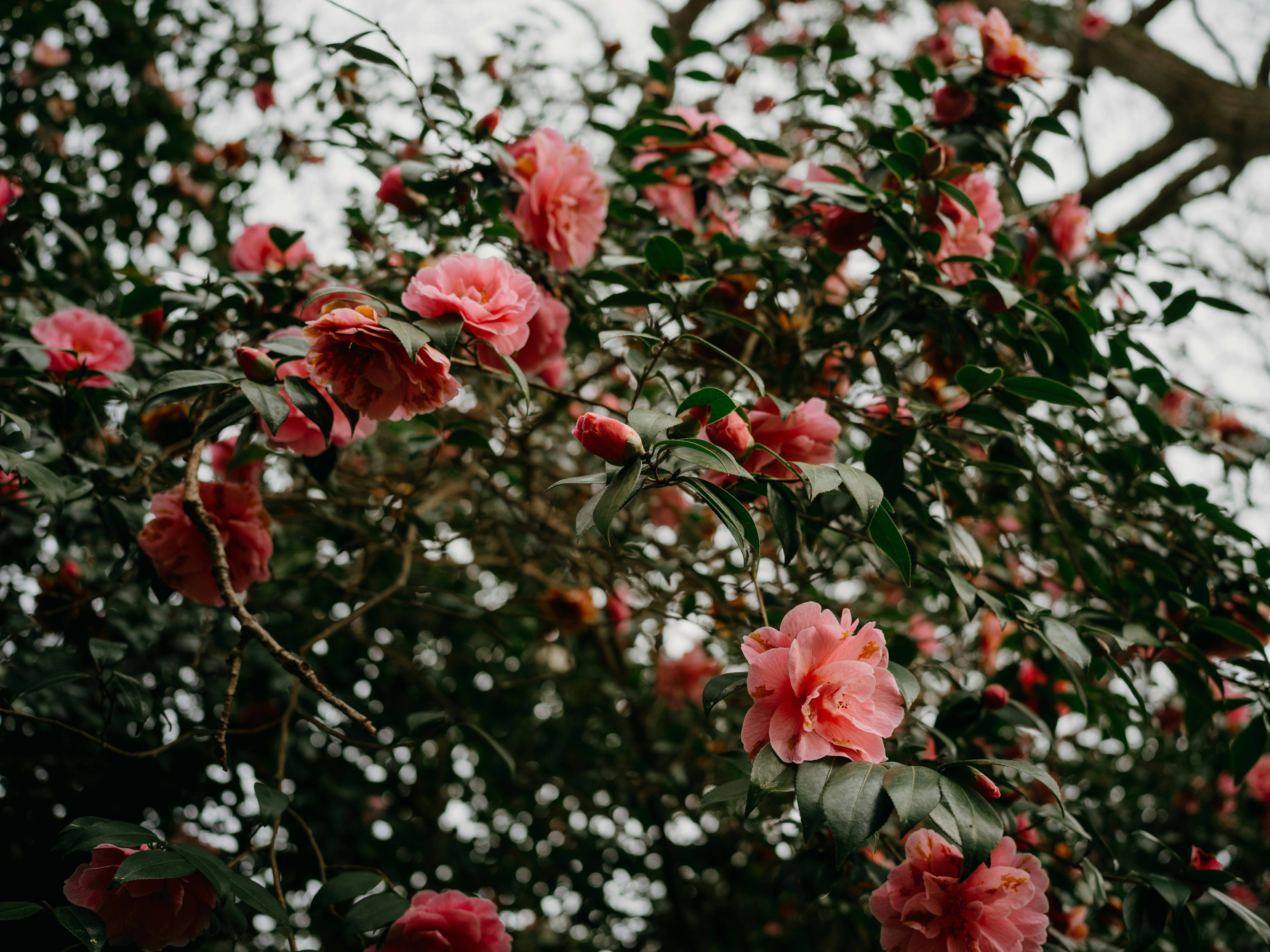 Photo by anniespratt