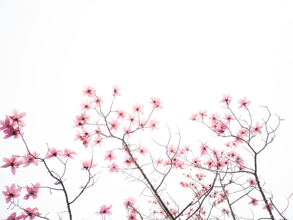 a tree with pink flowers against a white sky