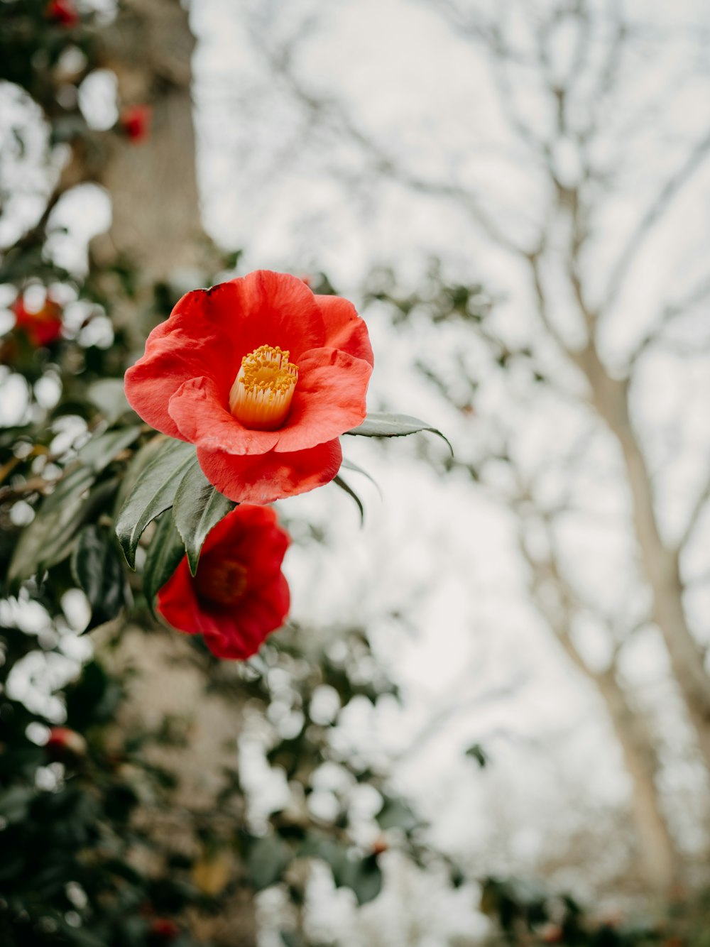 a red flower is hanging from a tree