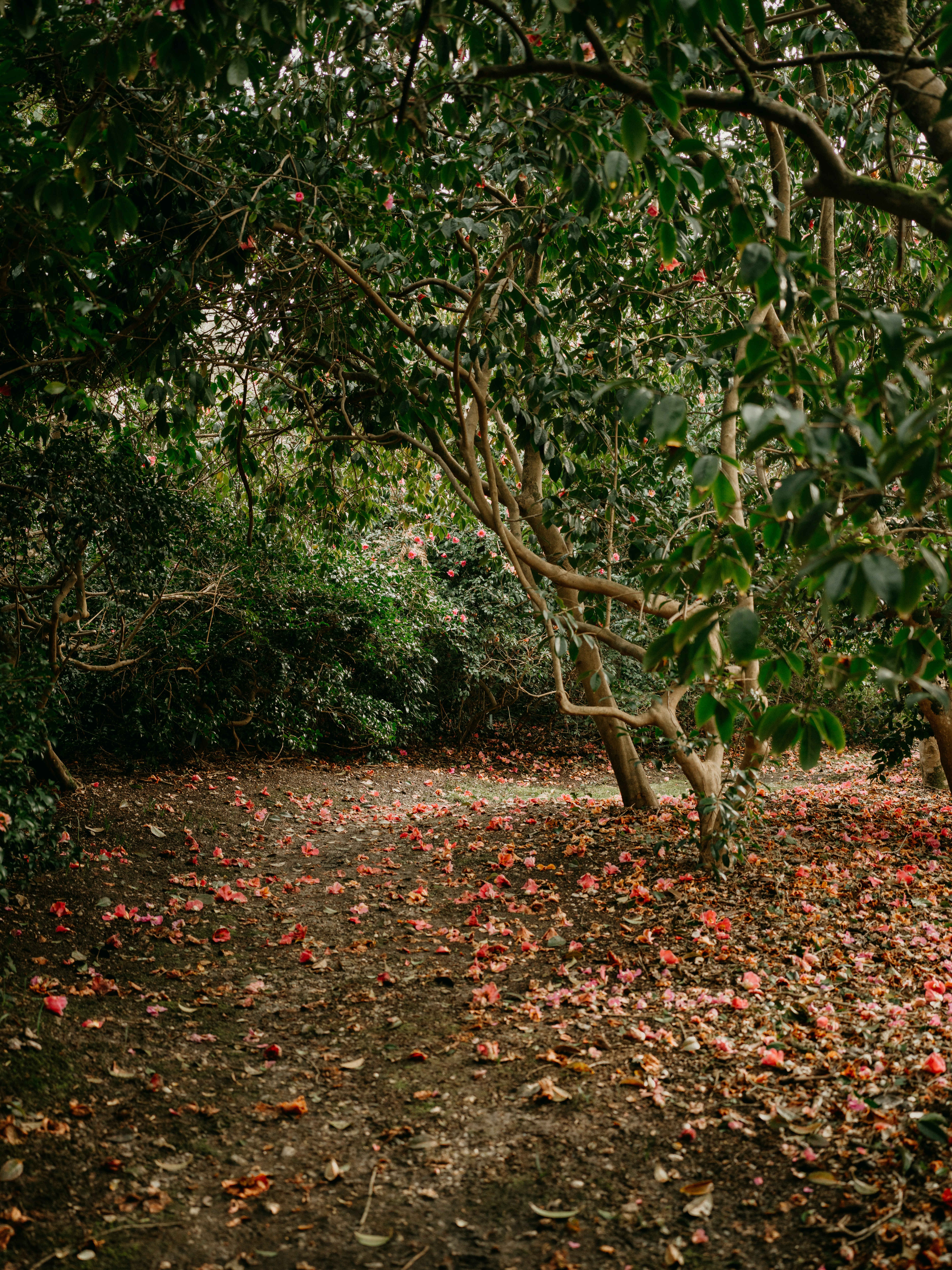 Foto Un camino de tierra rodeado de árboles y hojas – Imagen Planta ...