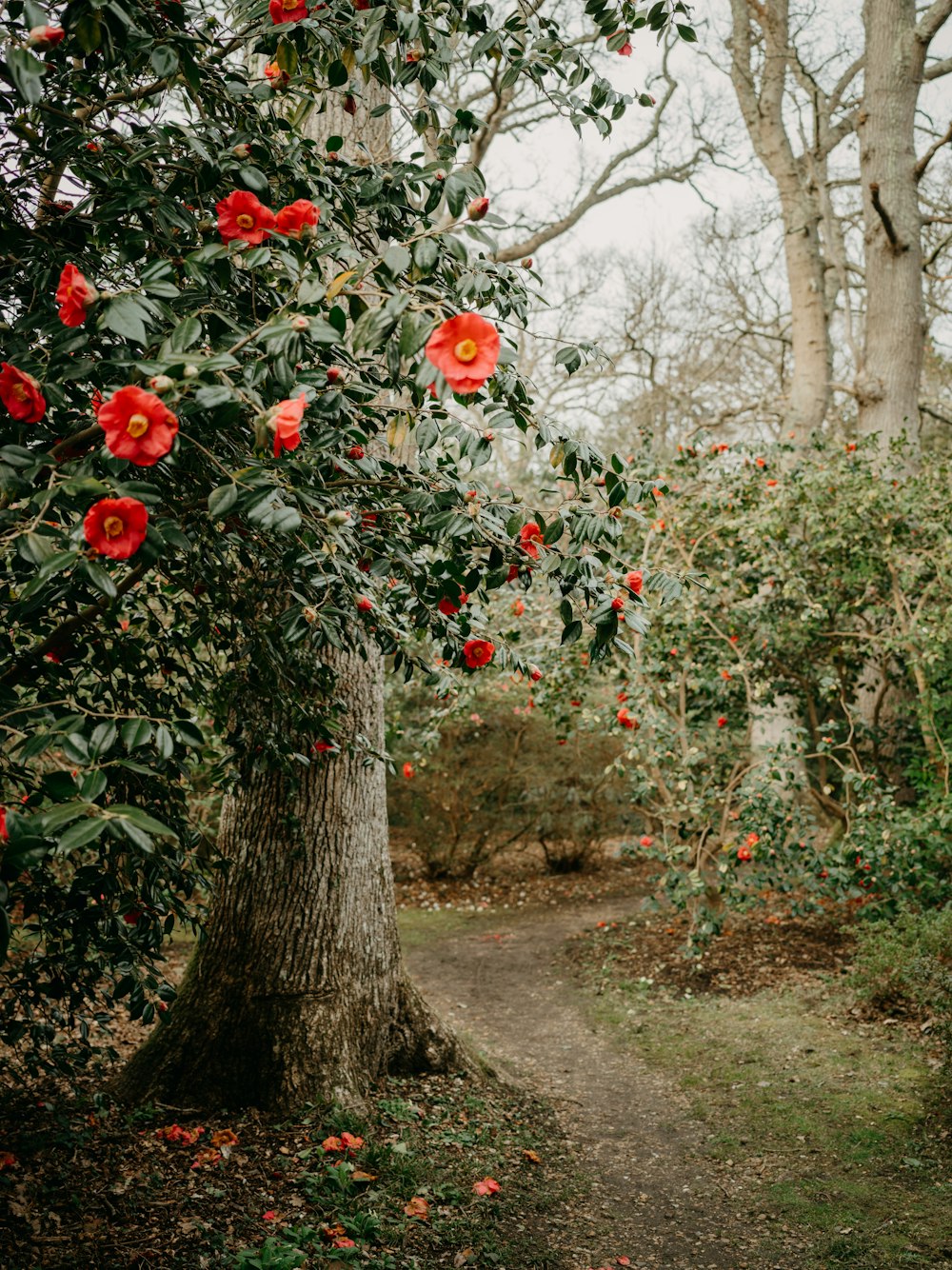 a tree with red flowers growing on it