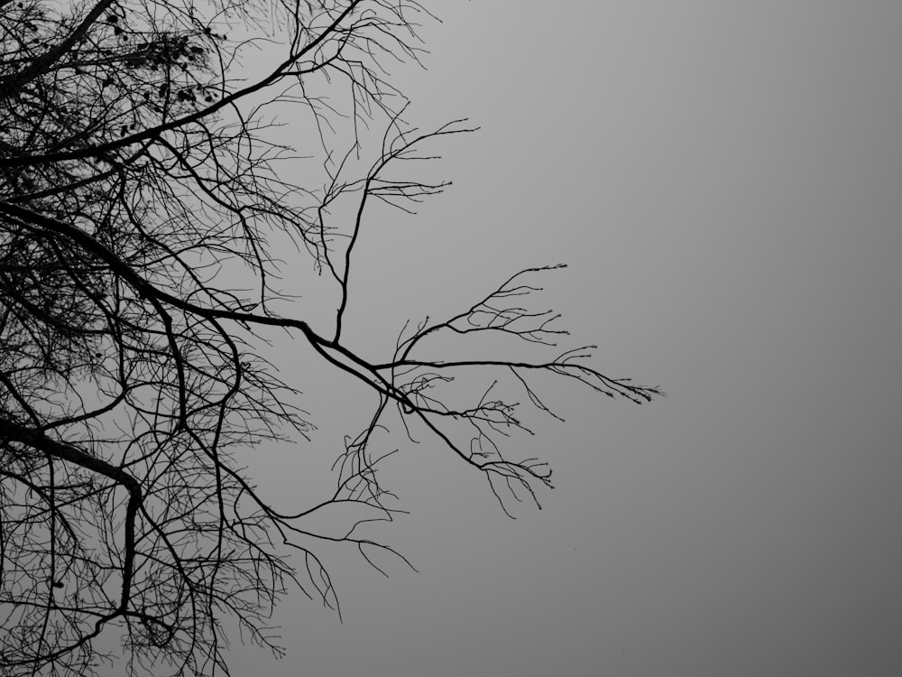 Une photo en noir et blanc d’un arbre sans feuilles