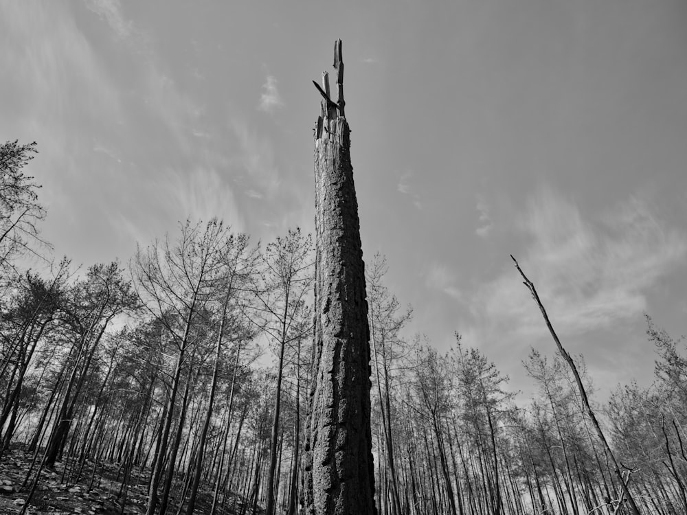 a black and white photo of a tree in a forest