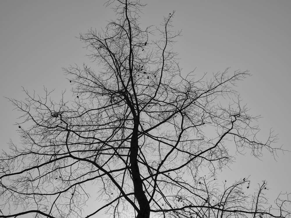 uma foto em preto e branco de uma árvore sem folhas