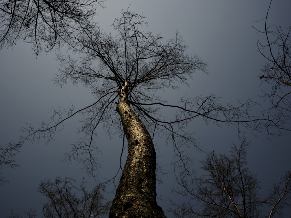 a tall tree with no leaves on it