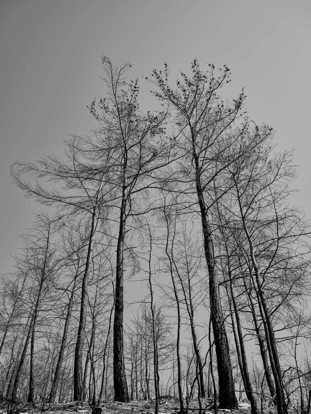 Une photo en noir et blanc d’arbres dans la neige