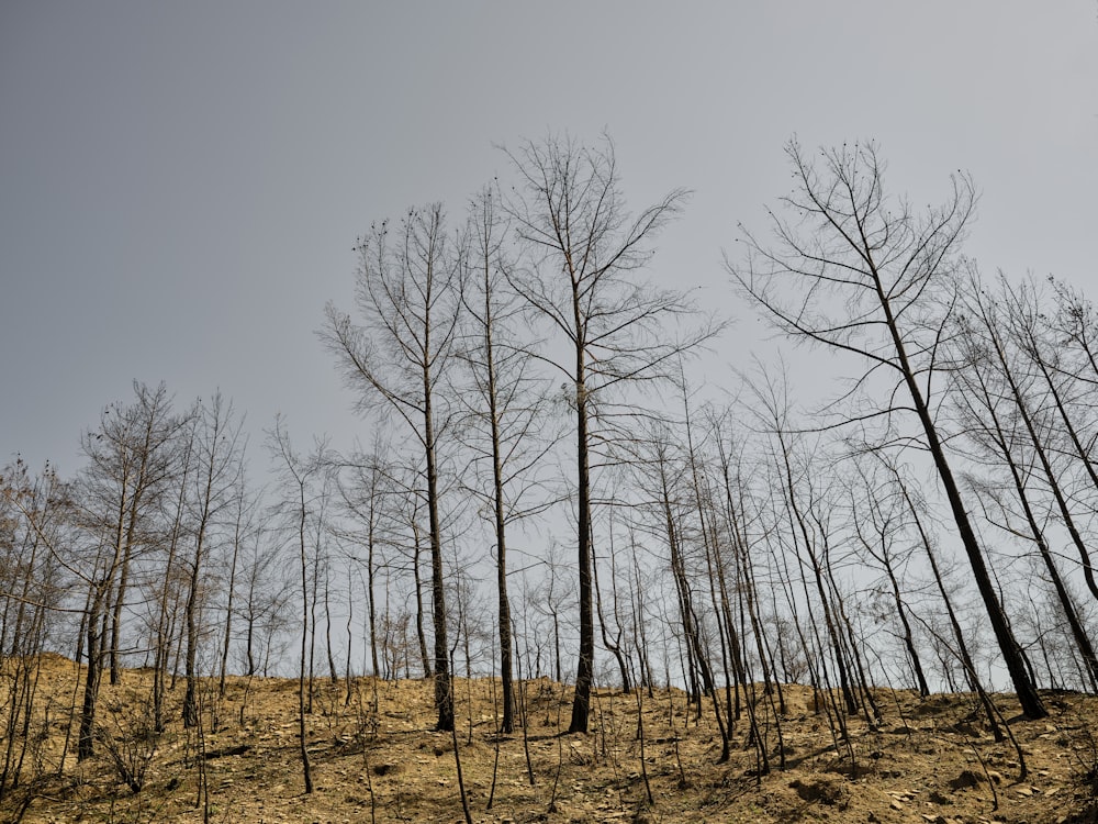 Un groupe d’arbres nus sur une colline