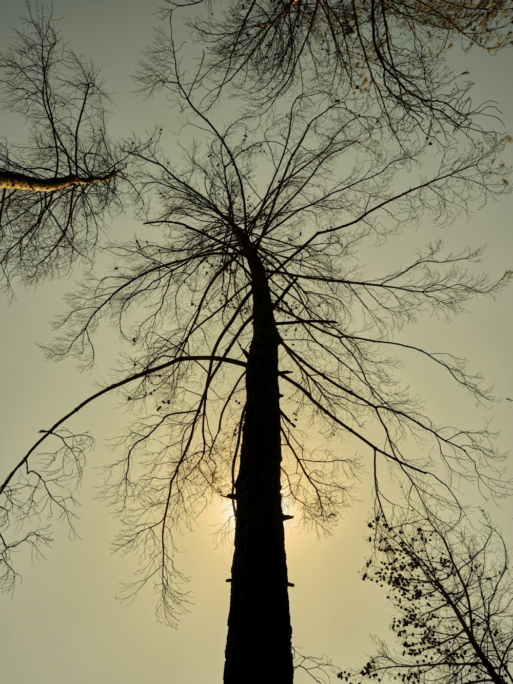 Le soleil brille à travers les branches d’un arbre