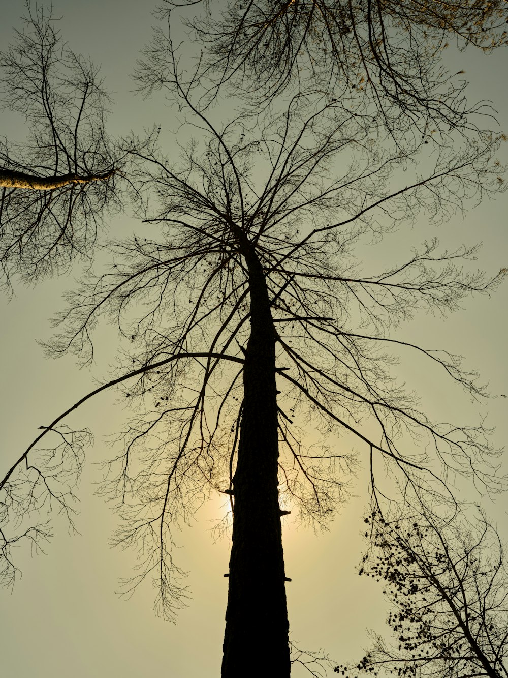 the sun shines through the branches of a tree