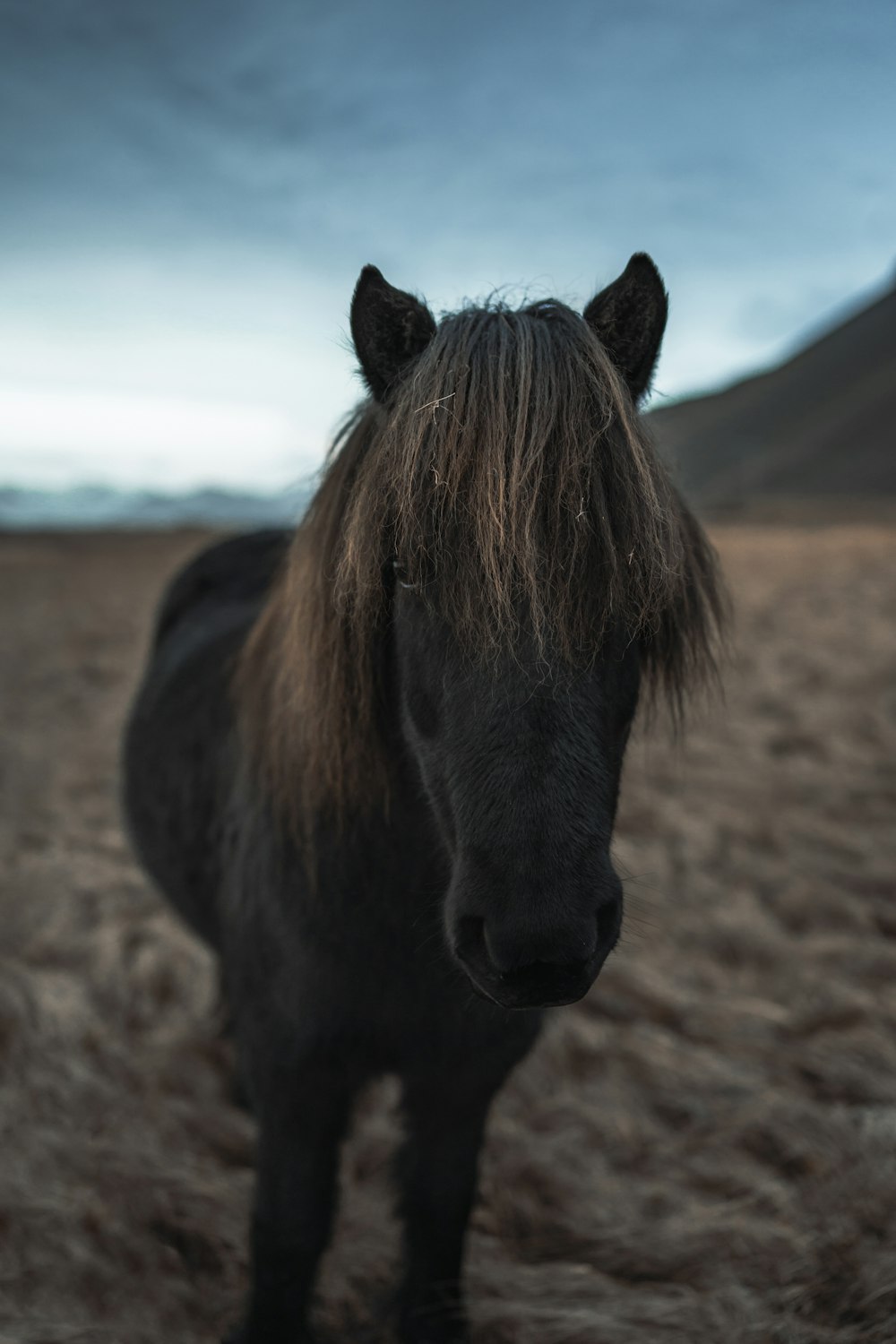 un cheval noir debout au sommet d’un champ d’herbe sèche