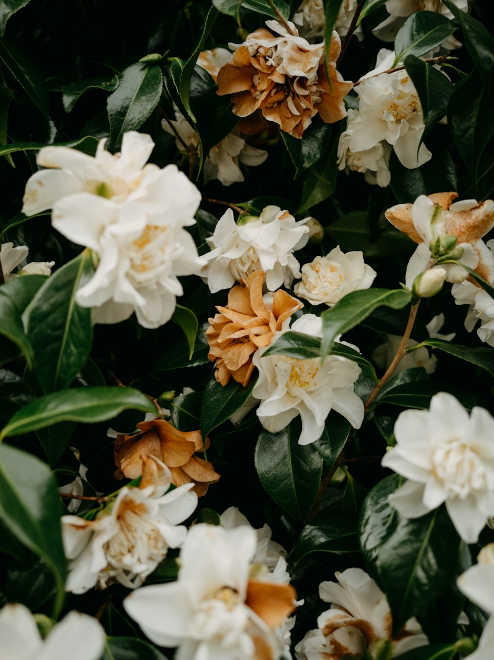 a bunch of white and orange flowers with green leaves