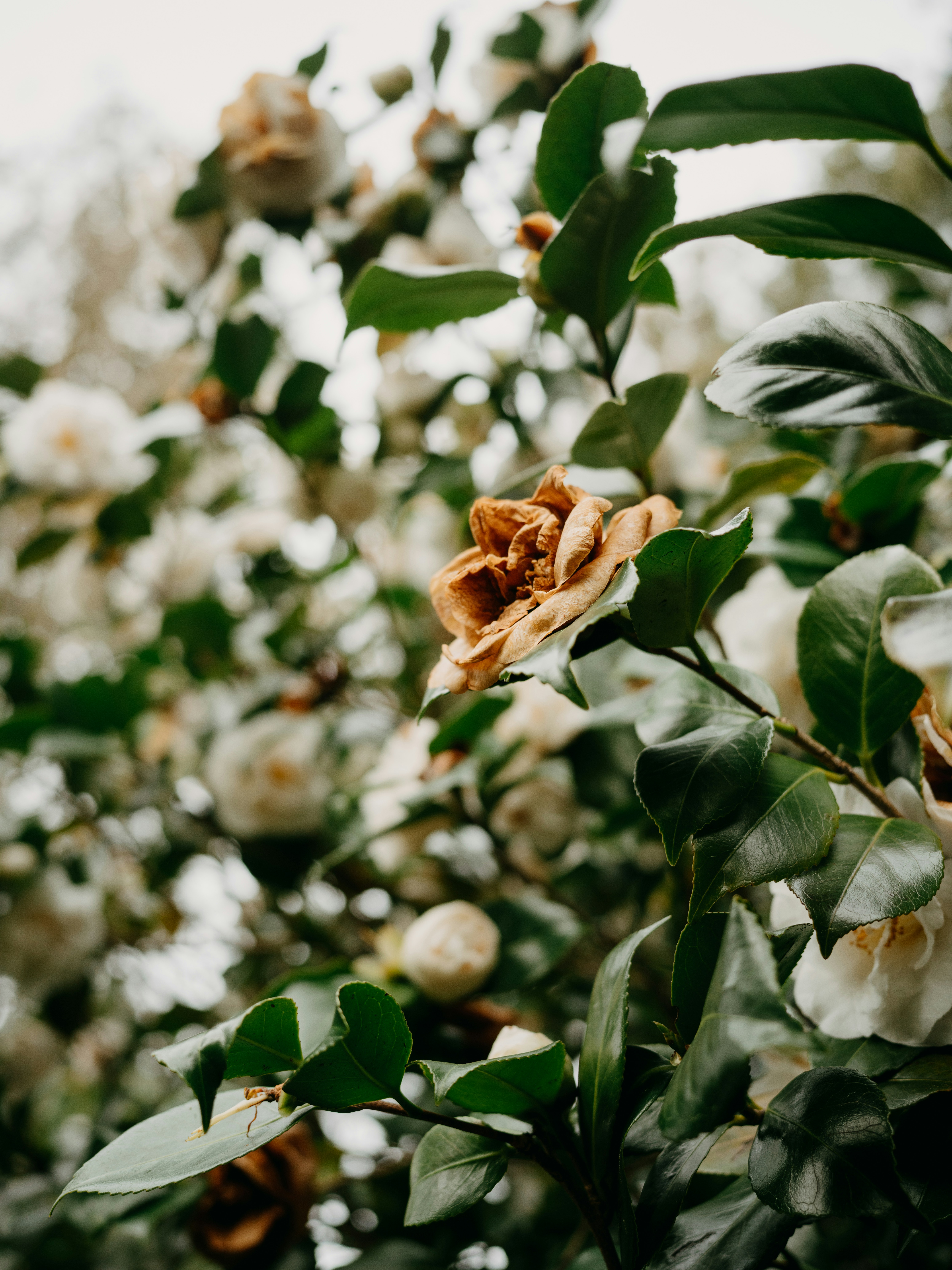 Photo by anniespratt