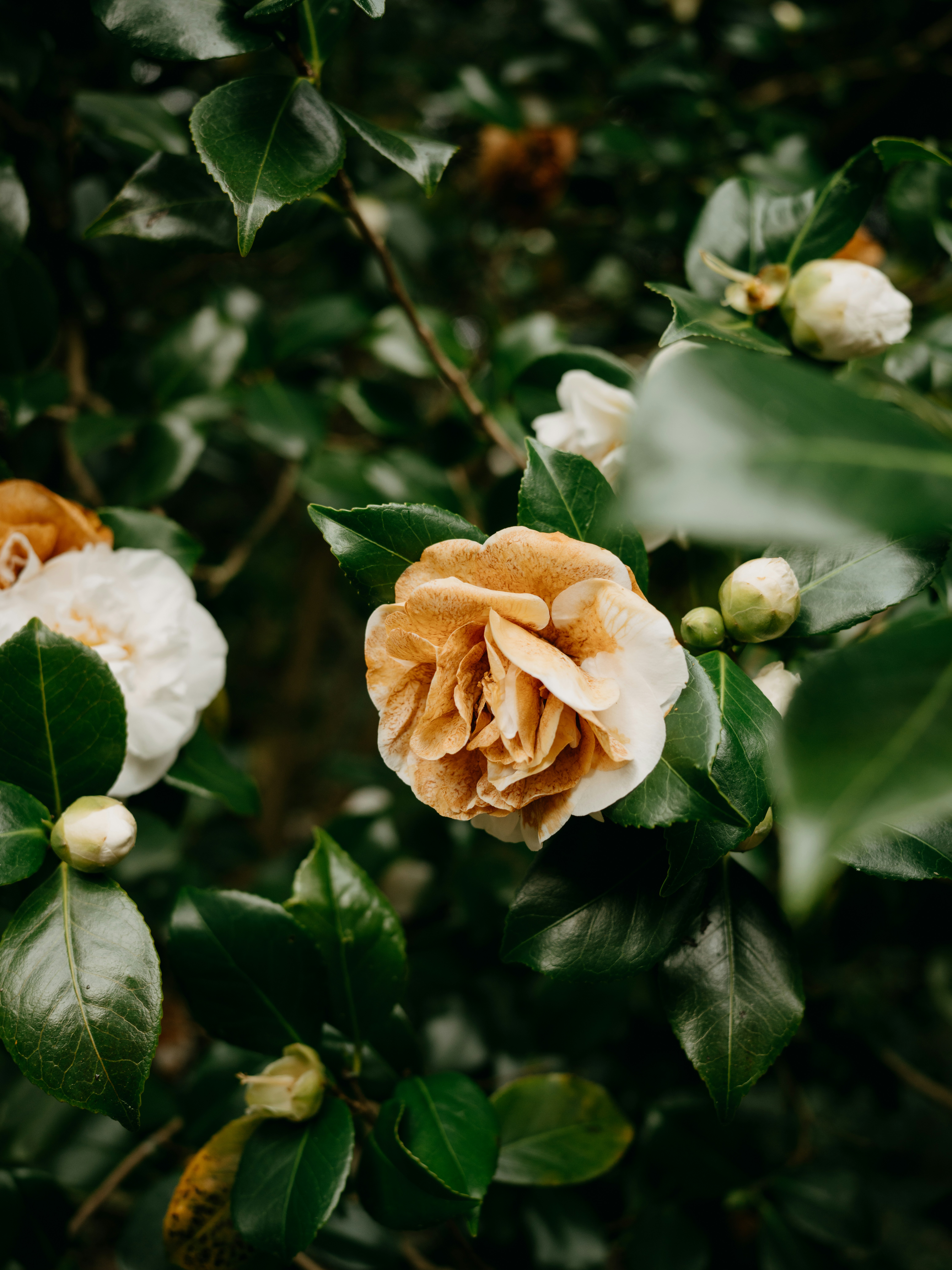 Photo by anniespratt