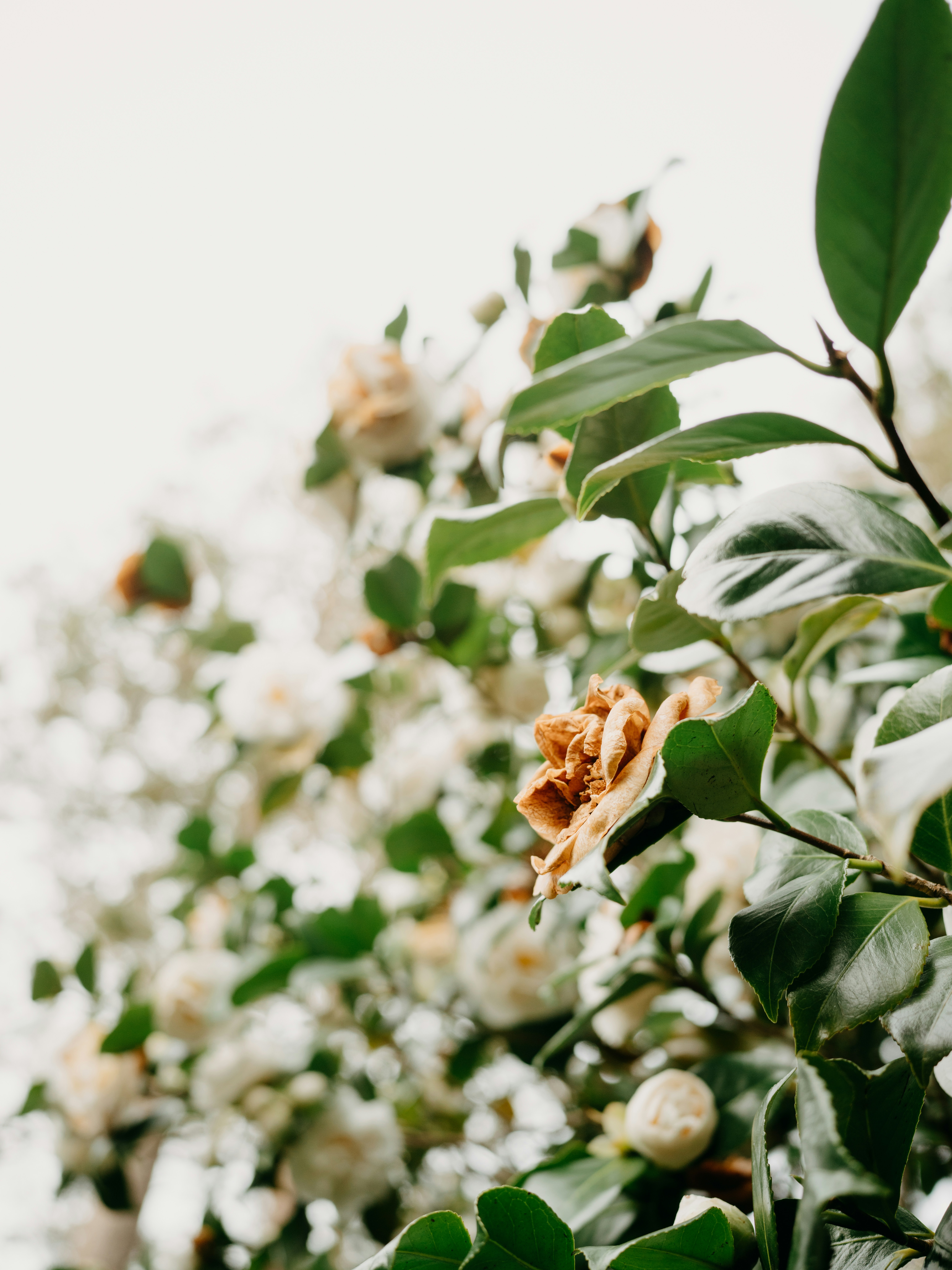 Photo by anniespratt