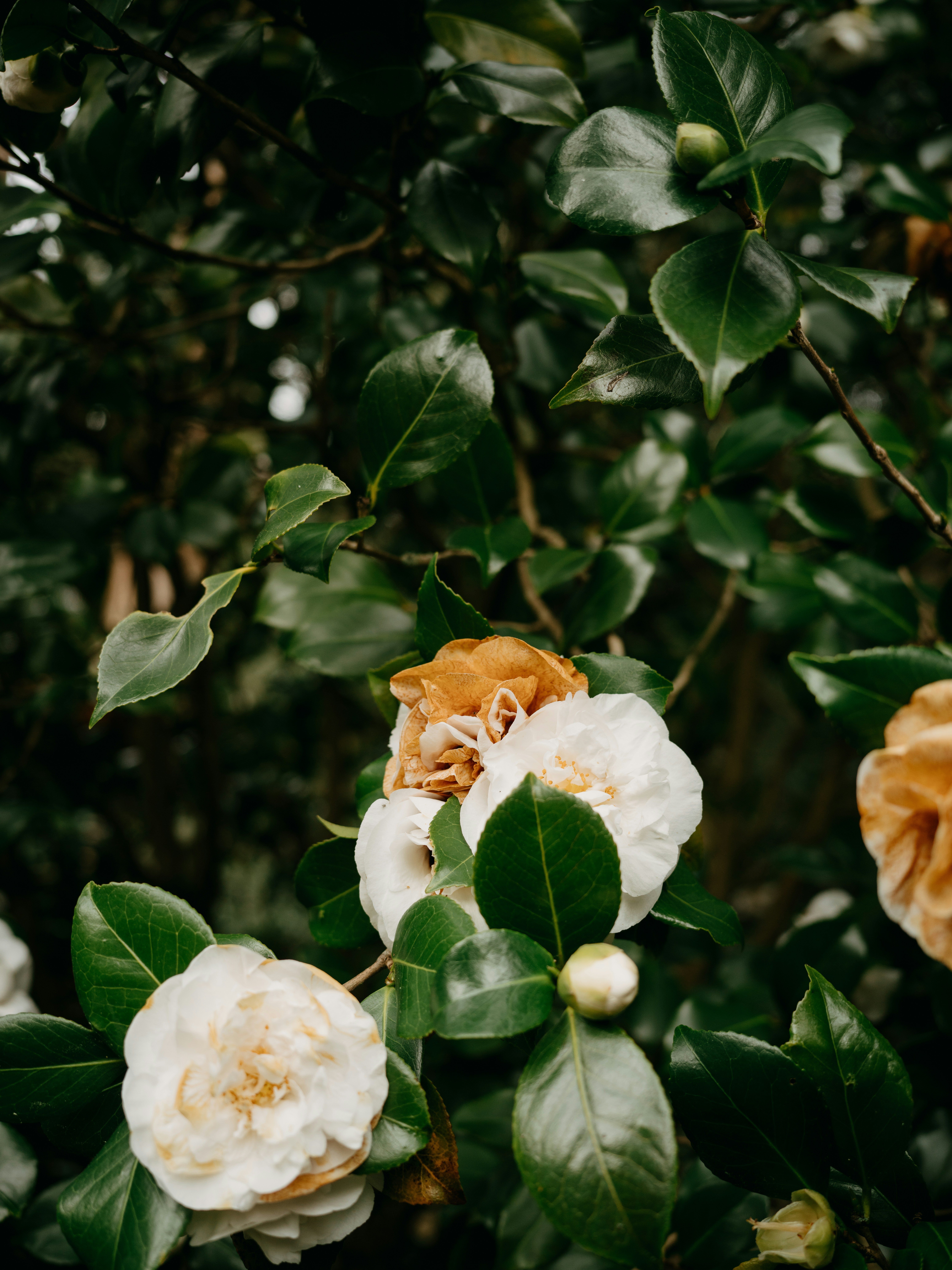 Photo by anniespratt