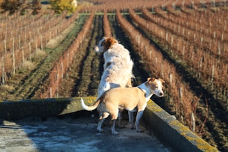 a couple of dogs standing on top of a cement wall