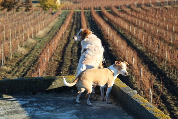 a couple of dogs standing on top of a cement wall